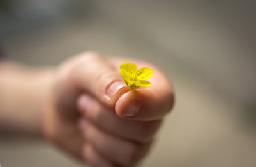 Hand gives a wild flower with love.