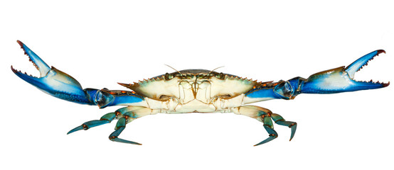 Blue crab attack isolated on white background - obrazy, fototapety, plakaty