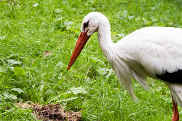 Weißstorch bei der Futtersuche