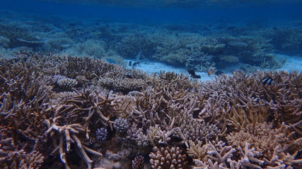 Fototapeta na wymiar Unterwasserwelt der Malediven