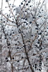 trees covered with ice
