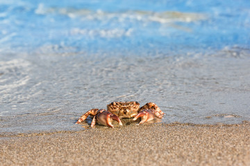 brown crab on beach surface background