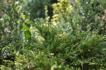 Closeup of lush conifer branches as a background