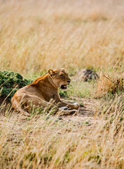 Lioness resting in the hot sun