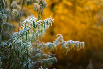 Rime on plants at cold winter day