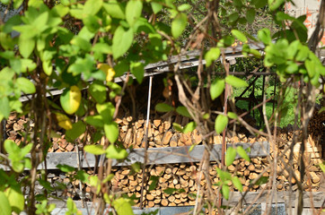Pile of cut wood shot through green wall of leaves