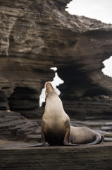 Obraz premium Galapagos Sea Lion, Santiago Island