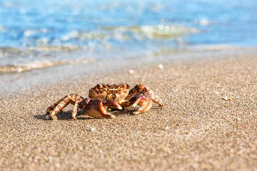 brown crab on beach surface background