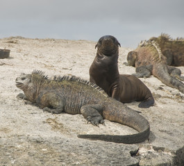 Galapagos Sea Lion and Marine Iguanas