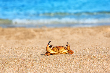 ed crab on beach