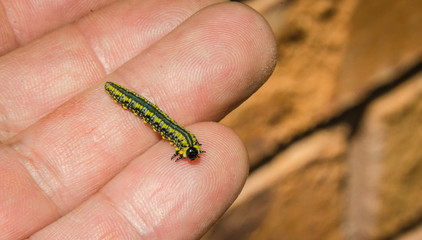 Yellow caterpillar inch worm creature.
A little caterpillar with unusual markings, stripes down top of back, black bulb shaped head, held in open hand.