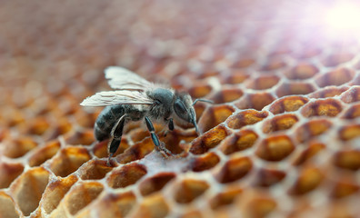 working bee