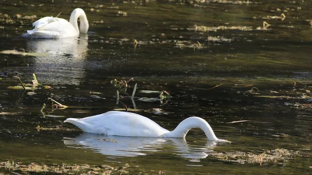4K UltraHD Feeding Trumpeter Swans, Cygnus buccinator 