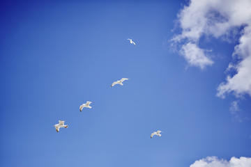 seagull formation flying in blue sky