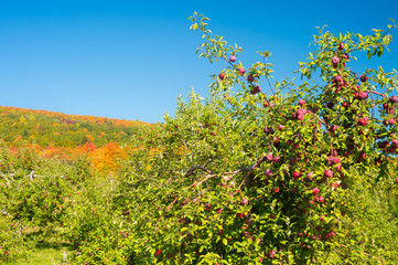 Fototapeta na wymiar Apple orchards near Mont Saint-Hilaire in Quebec, Canada.