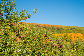 Fototapeta na wymiar Apple orchards near Mont Saint-Hilaire in Quebec, Canada.