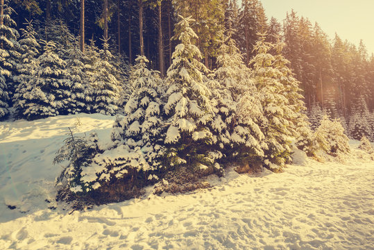 Coniferous forest at magic winter evening