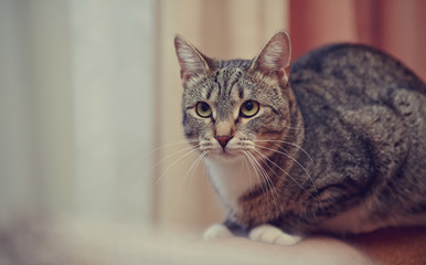 Fototapeta na wymiar Angry gray striped cat.