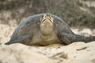 Sea Turtle after Laying Eggs on Beach
