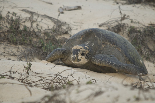 Sea Turtle after Laying Eggs on Beach
