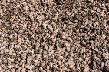 sugarbeet