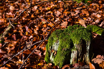 grünes Moos im Herbstwald III