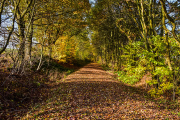 Laubbedeckter Wanderweg im Herbst im Hunsrück I