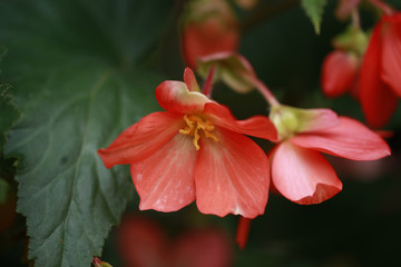 begonie - kwiaty detal © agarianna