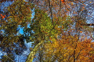 Blick in den blauen Himmel im Herbstwald II