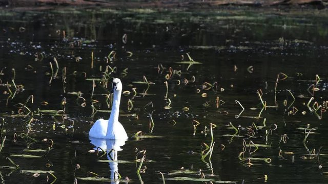 4K UltraHD Solitary Trumpeter Swan, Cygnus buccinator