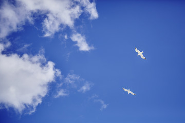 seagulls and clouds on blue sky