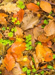 Background of orange and yellow autumnal leaves lying on ground