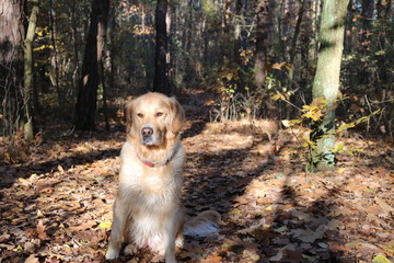 Hund Golden Retriver