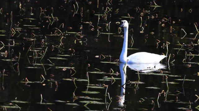 4K UltraHD Single Trumpeter Swan, Cygnus buccinator