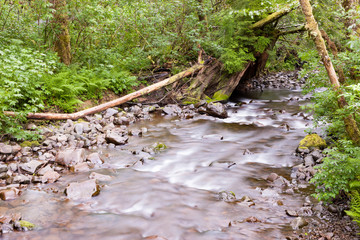 Summer Forest Stream 6