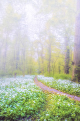 Path along trees in summer with fog