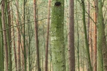 Close up of trees trunks in fall forest