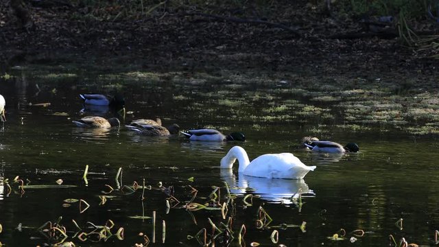 4K UltraHD Trumpeter Swan, Cygnus buccinator