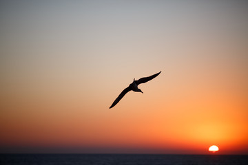 Fototapeta na wymiar Seagull flies over the surface of sea at sunset