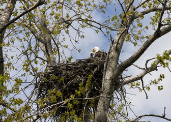 Eagle Feeding Baby