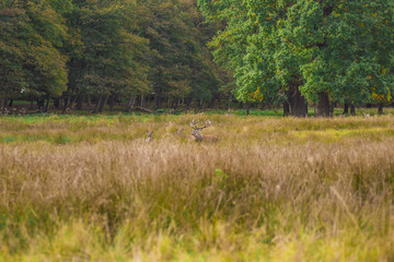 deer in the grass