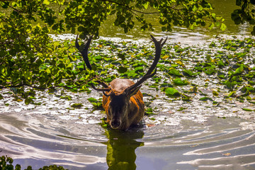 deer in the water
