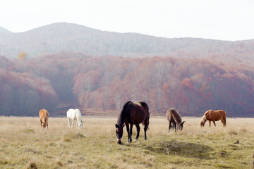 Naklejka na ściany i meble Herd of horses grazing free on the field