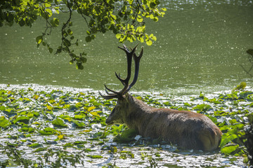 deer in the water
