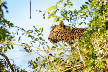 Leopard Tom in the morning light