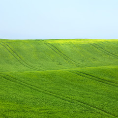 green wheat field with lines under blue sky