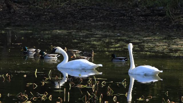 4K UltraHD Pair of Trumpeter Swan, Cygnus buccinator