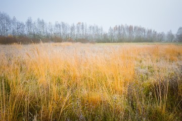 Obraz premium Frosty morning landscape