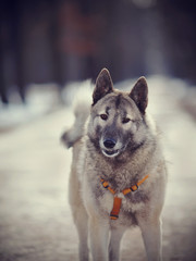 Portrait of a shaggy dog
