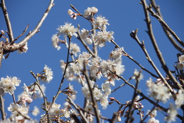 さくらんぼの花